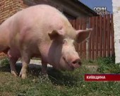 Ветеринари впровадили "закритий режим" на свинофермах