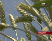 Українська селекційна пшениця