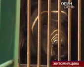 На Житомирщині господар у нелюдських умовах утримує бурого ведмедя