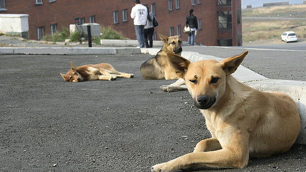 Таємне життя: Звірі в місті