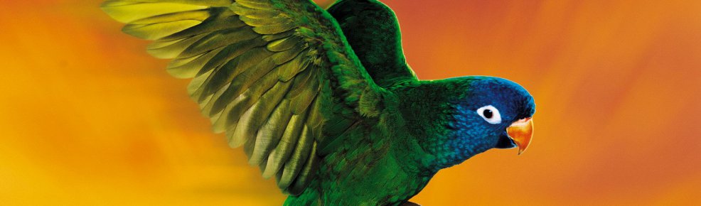 Полі: Історія папуги