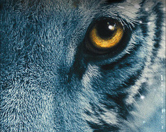 Кіно на К1: Синій тигр