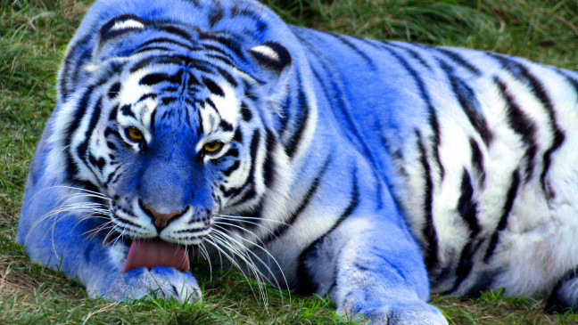Синій тигр