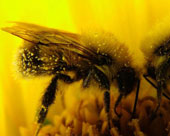 Питання 3. Про бджоли та керамзит